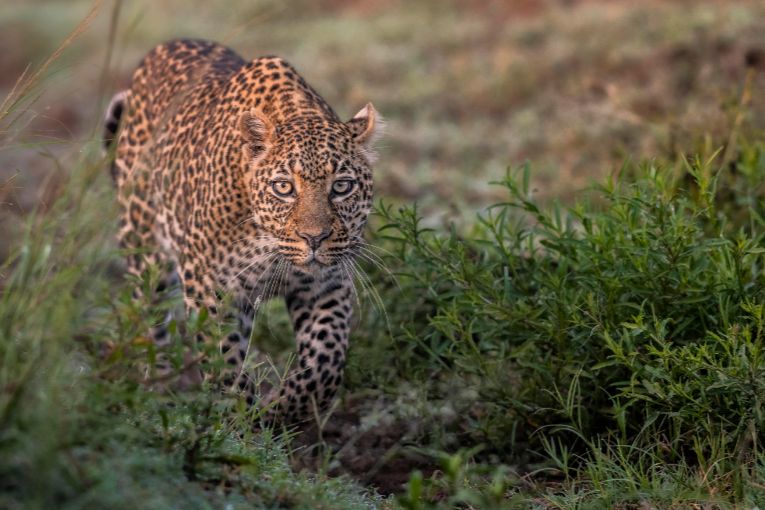 Leopard in the Mara