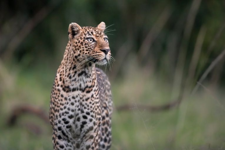 Leopard in the Mara