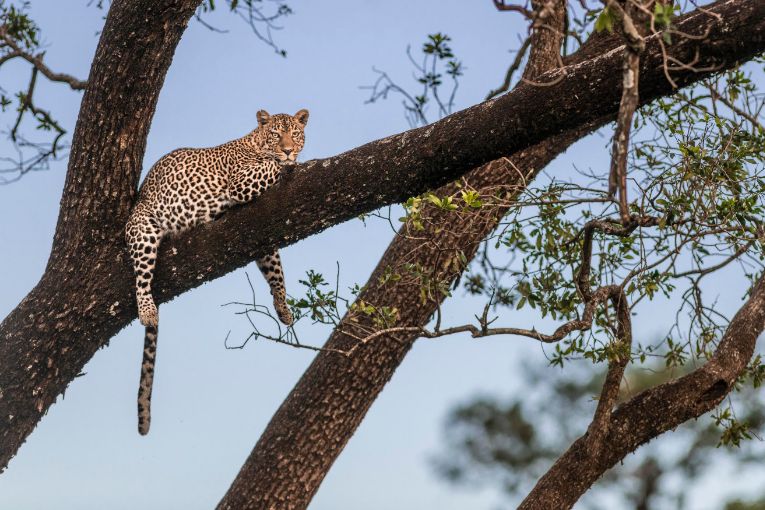 Leopard in the Mara