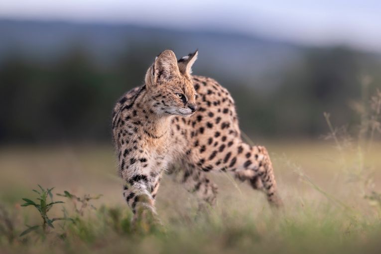 Serval Masai Mara