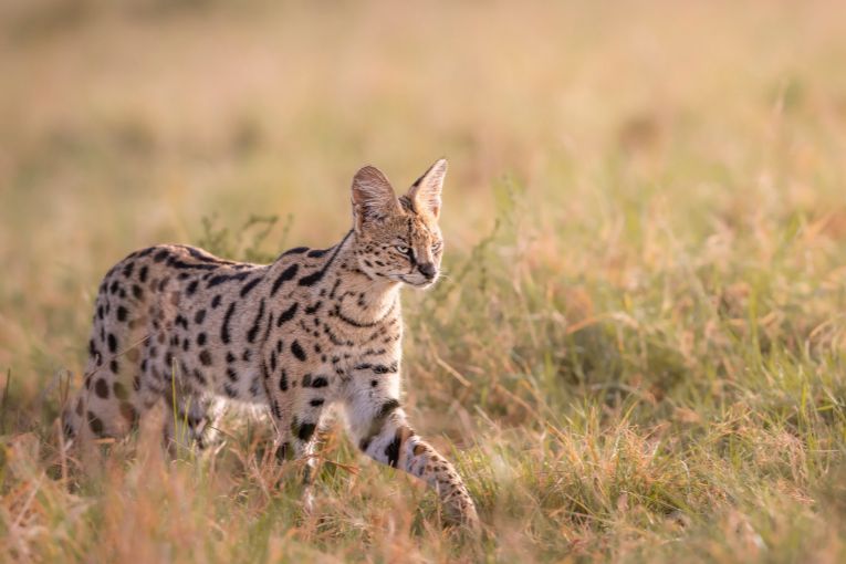 Serval Masai Mara