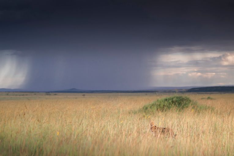 Serval Masai Mara