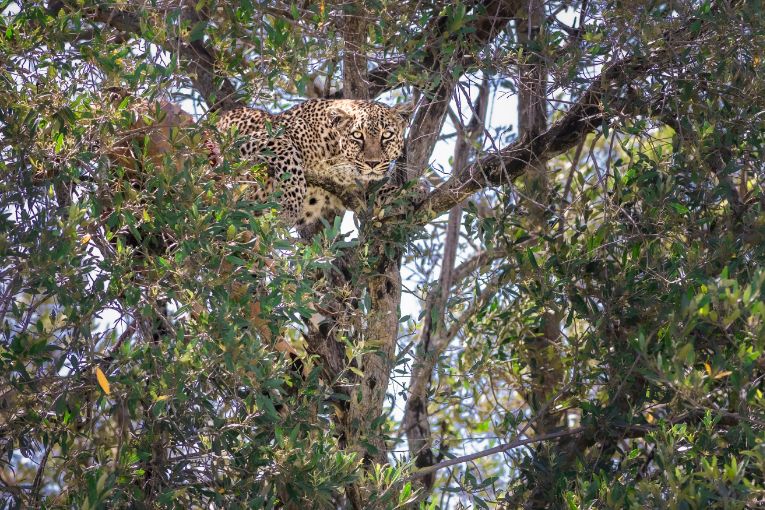 Leopard in the Mara