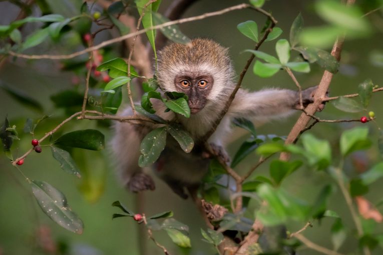 Vervet Monkey - Masai Mara
