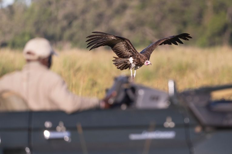 Mara Birds