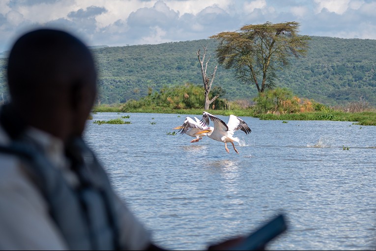 World Migratory Bird Day - The Governors Camp