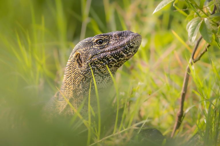 Monitor Lizzard Mara