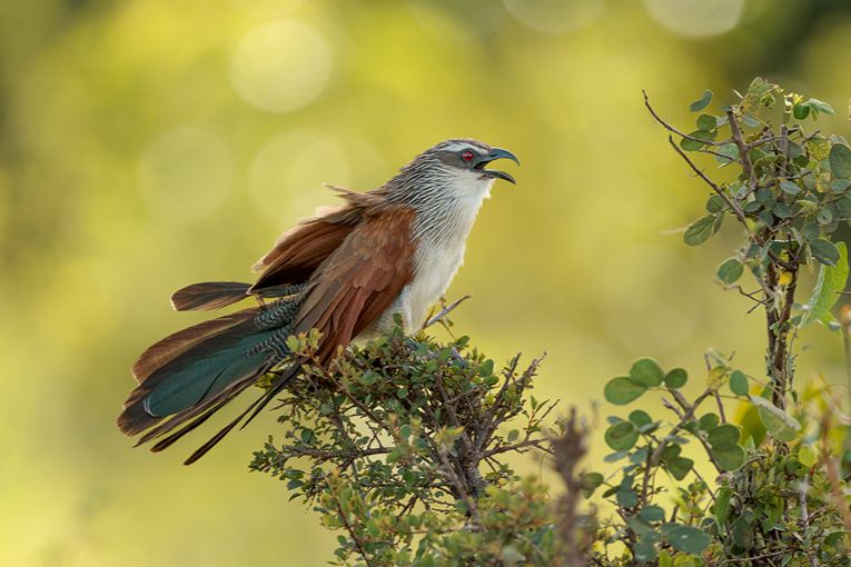 White-browed Coucal