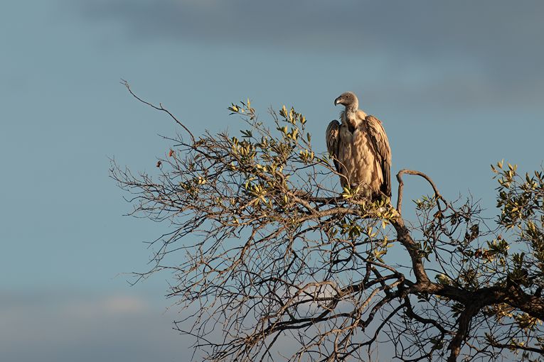 Africa white-backed vulture