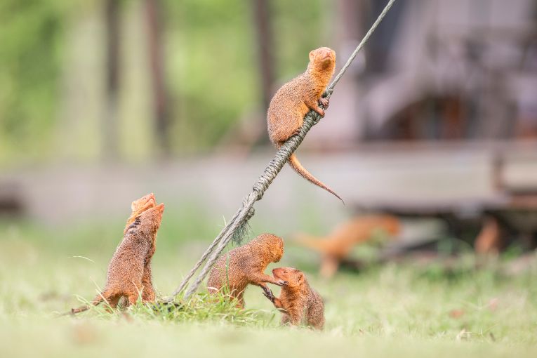 Dwarf Mongoose - Governors'' Camp