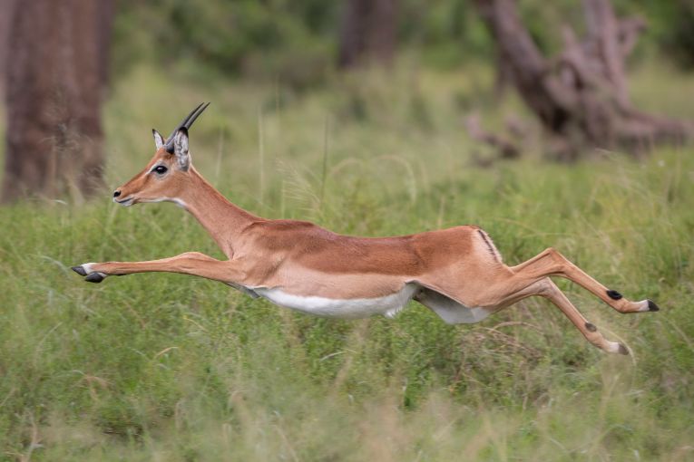 Impala - Masai Mara
