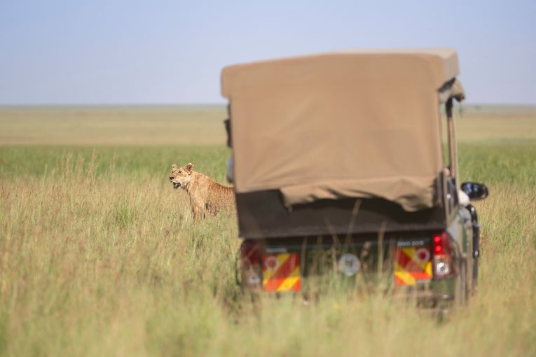 Governors' Camp Safari