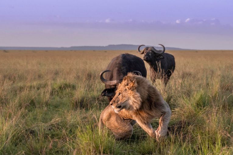 Masai Mara Safari