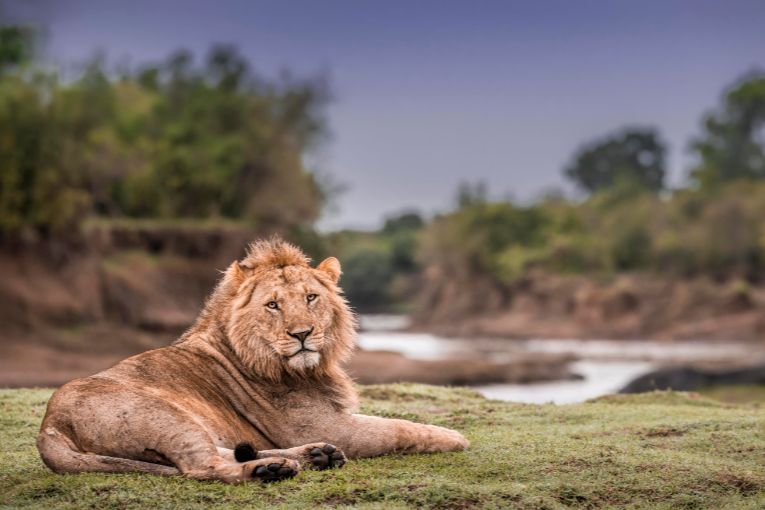 Lion - Masai Mara Safari