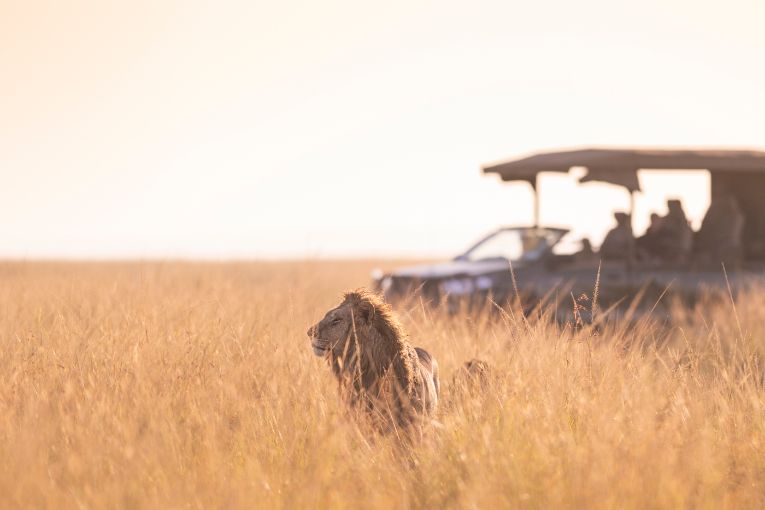 Governors' Camp Safari