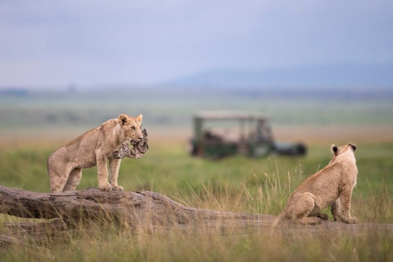 Masai Mara Game Drive