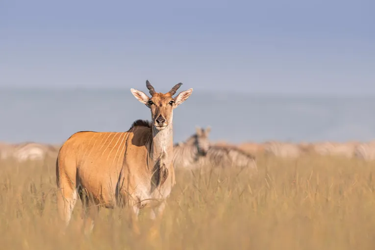 Masai Mara game drive