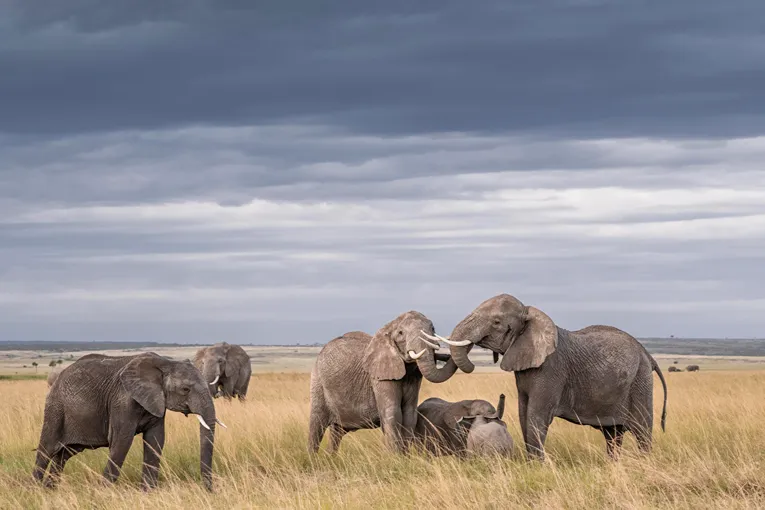 Masai Mara game drive