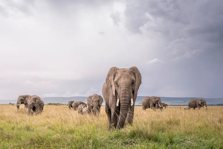 Masai Mara Safari