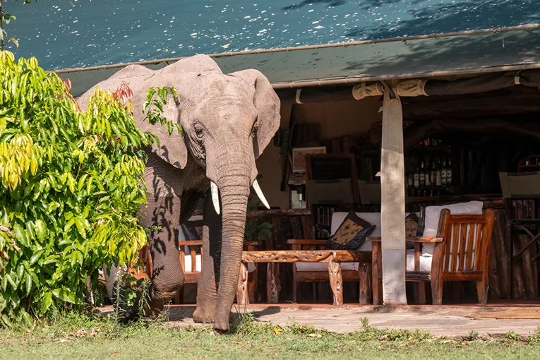 Masai Mara - Governors' Camp