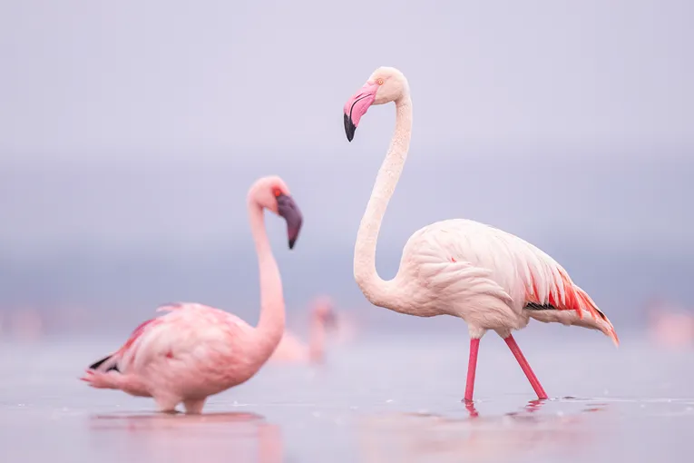 Loldia House - Lake Naivasha