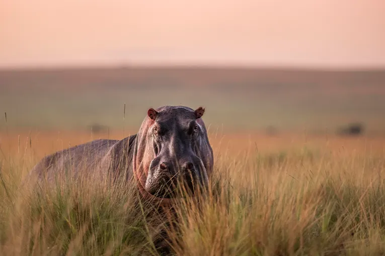 Masai Mara game drive