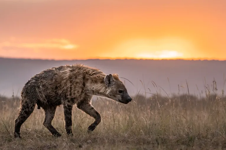 Masai Mara game drive