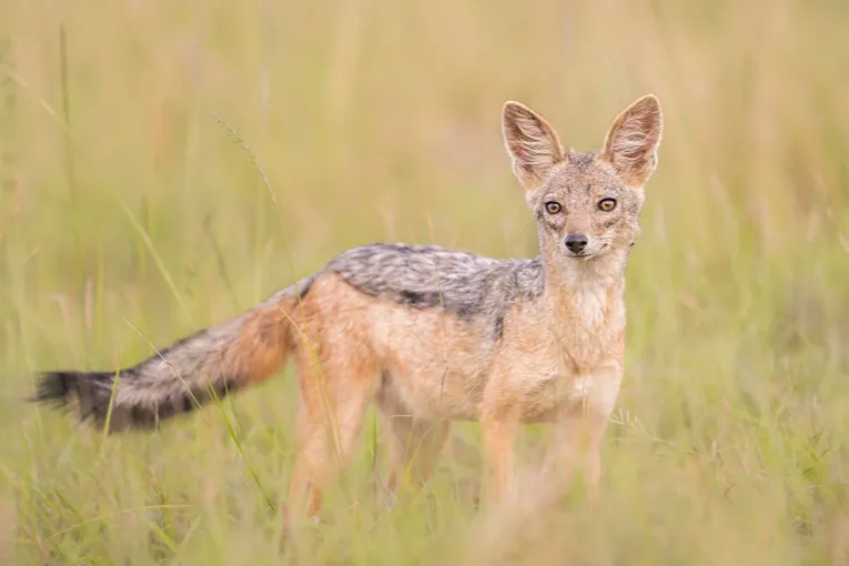 Masai Mara game drive