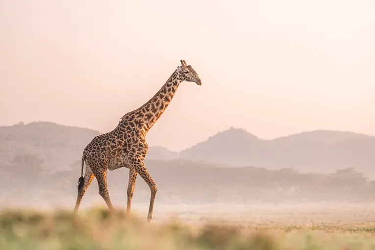 Loldia House - Lake Naivasha