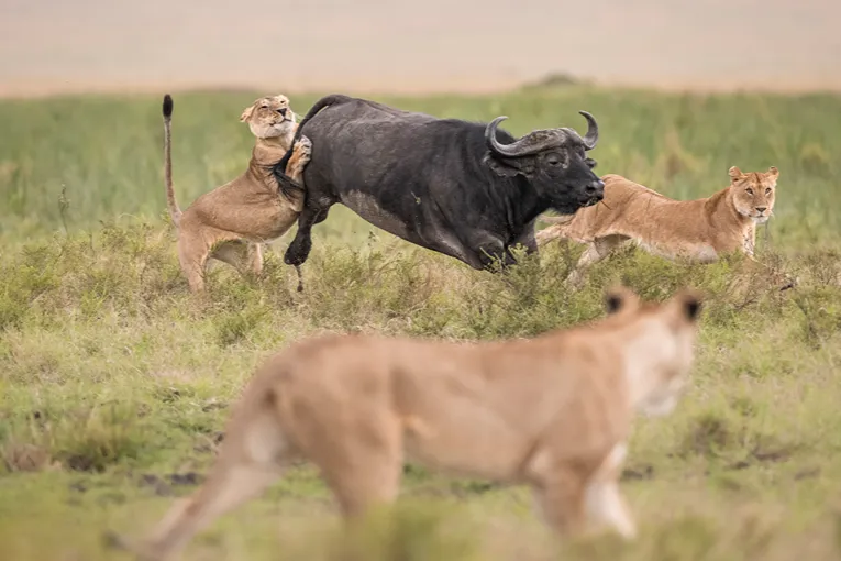 Masai Mara game drive