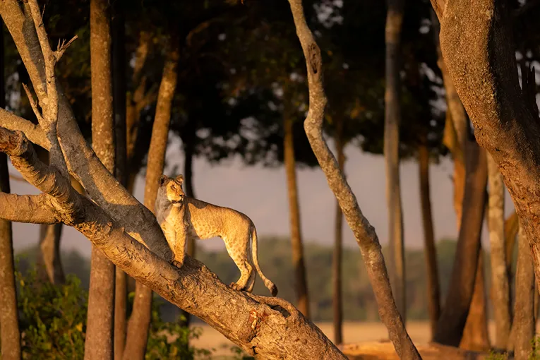 Masai Mara game drive