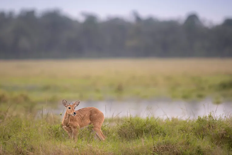 Masai Mara game drive