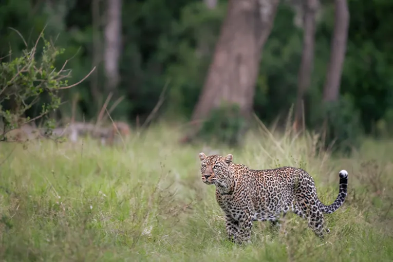 Masai Mara game drive