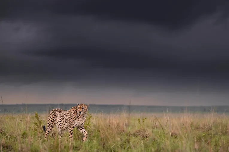Masai Mara Safari