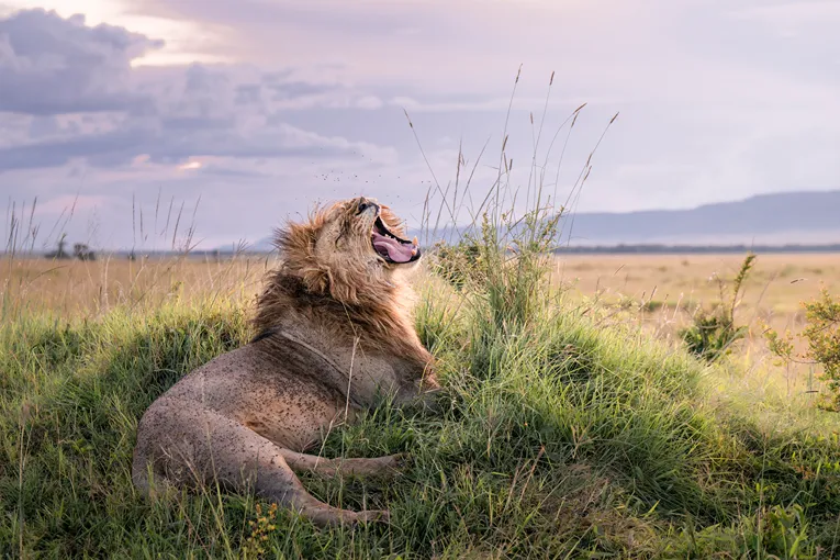 Masai Mara Safari