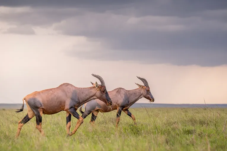 Masai Mara Safari