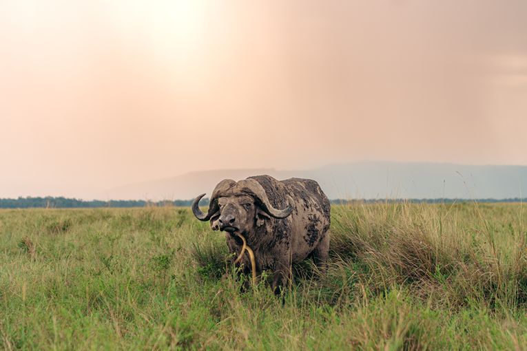Masai Mara Safari with Governors'