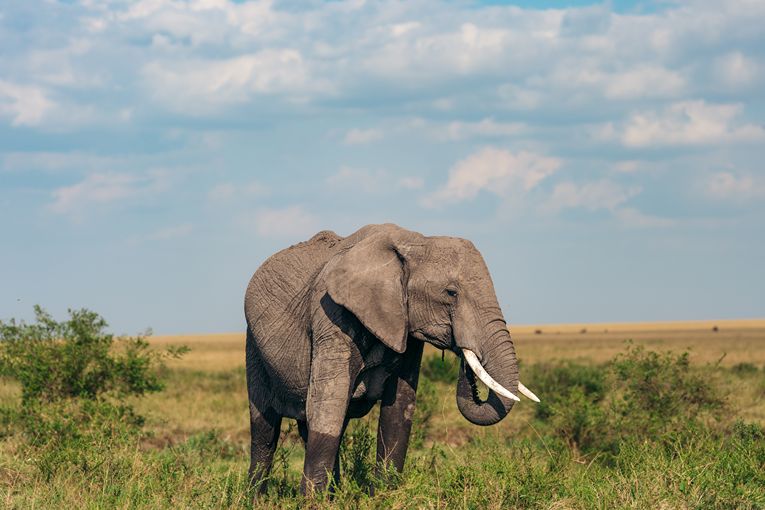 Masai Mara Safari with Governors'