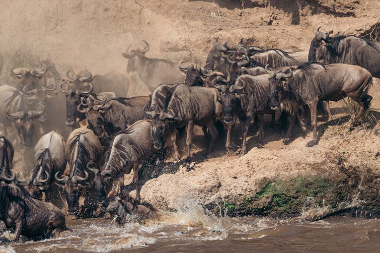 Wildebeest in Mara