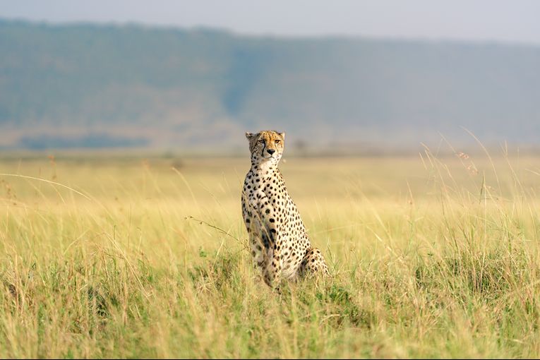 Masai Mara Safari with Governors'