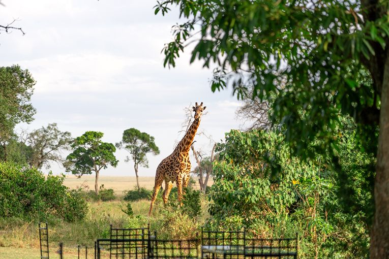 Masai Mara Safari with Governors'