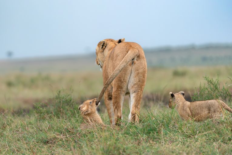 Masai Mara Safari with Governors'
