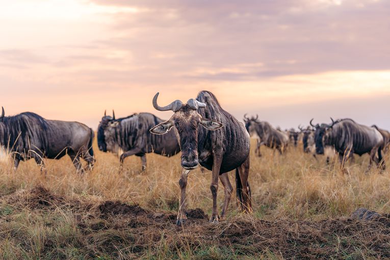 Wildebeest in Mara