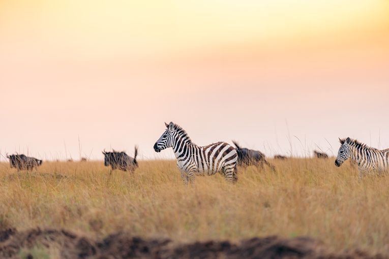 Wildebeest in Mara