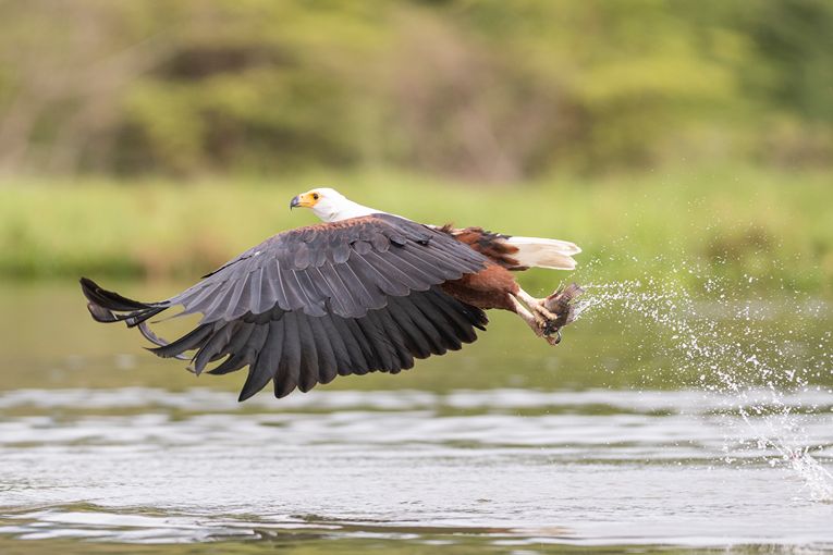 Loldia Birds