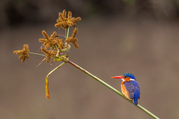 Mara birds