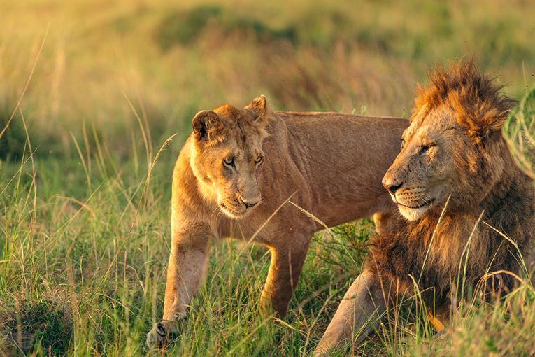 Masai Mara Wildlife - Governors' Camp Collection
