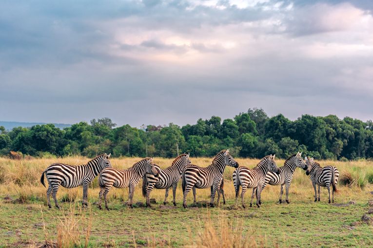 Masai Mara Wildlife - Governors' Camp Collection
