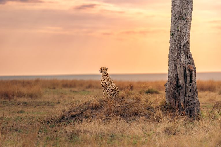 Masai Mara Wildlife - Governors' Camp Collection