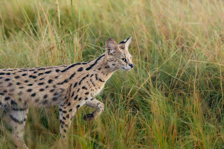 Masai Mara Safari - Governors' Camp